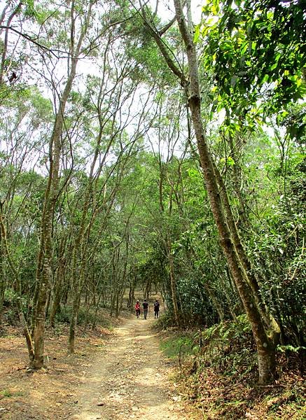 白賓山後登山口步道