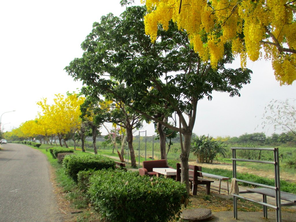 崙頂里河堤步道環狀路線(阿勃勒花季)