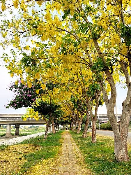 崙頂里河堤步道環狀路線(阿勃勒花季)