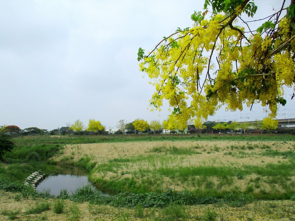 崙頂里河堤步道環狀路線(阿勃勒花季)