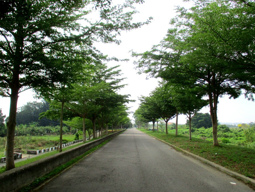 崙頂里河堤步道環狀路線(阿勃勒花季)