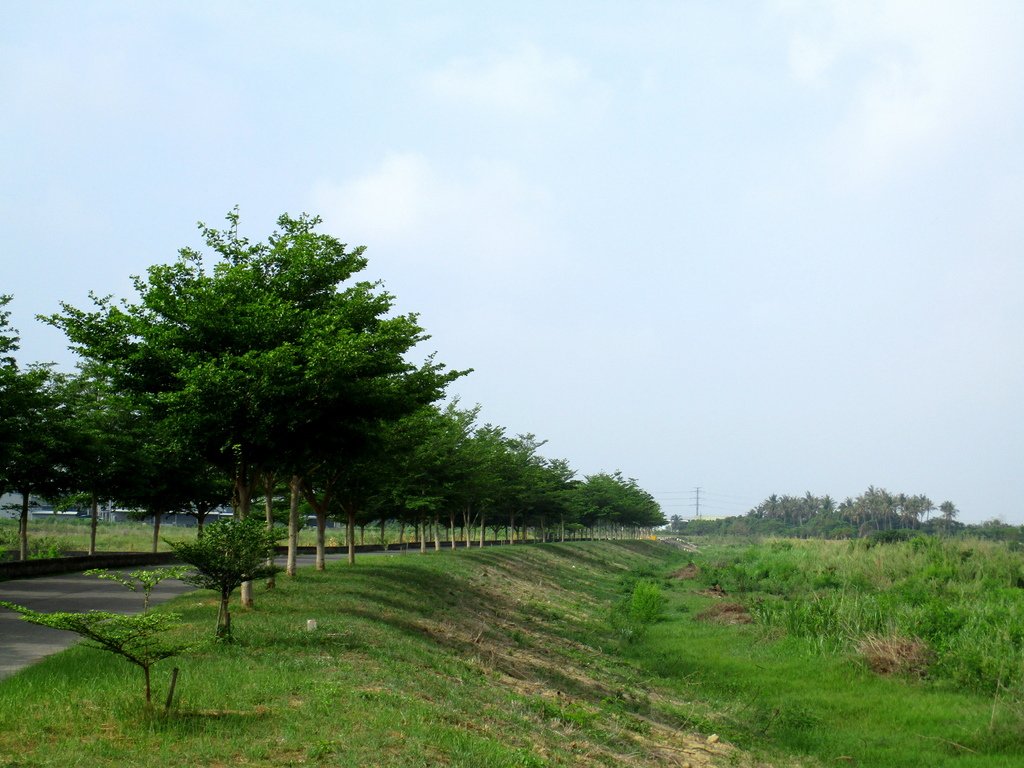 崙頂里河堤步道環狀路線(阿勃勒花季)