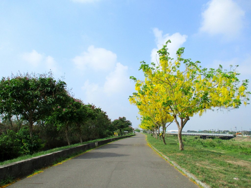 崙頂里河堤步道環狀路線(阿勃勒花季)