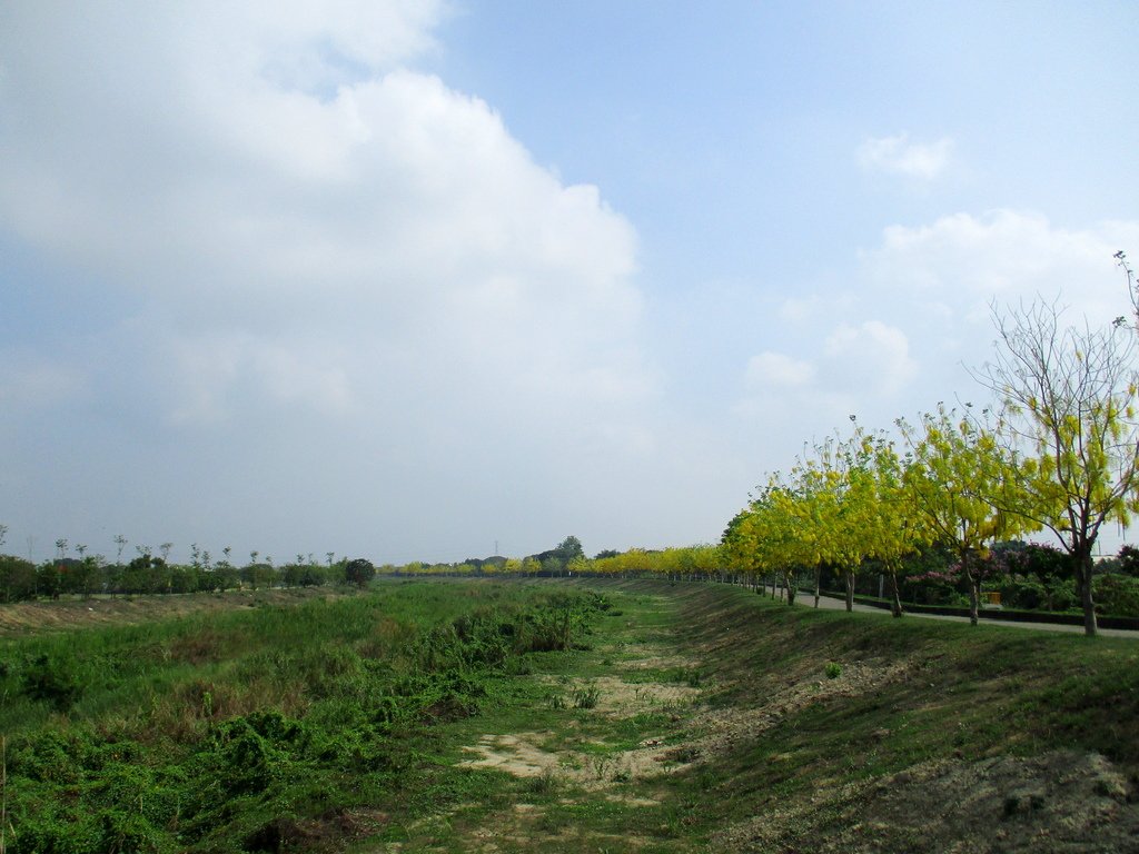 崙頂里河堤步道環狀路線(阿勃勒花季)