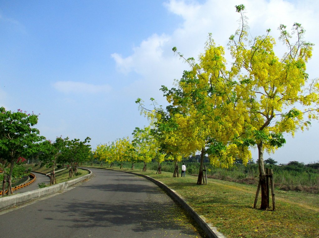 崙頂里河堤步道環狀路線(阿勃勒花季)