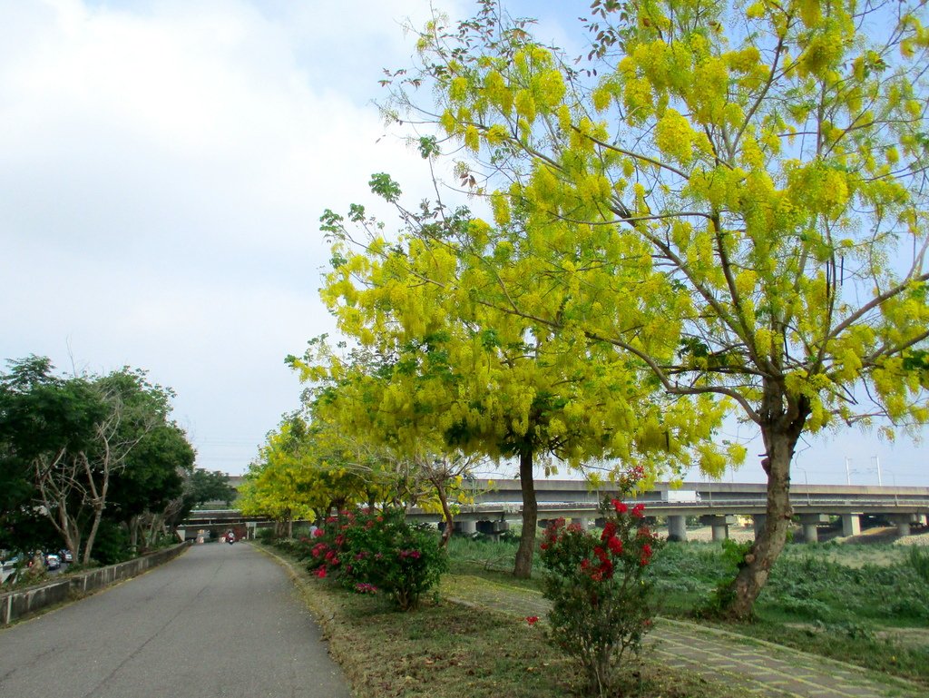 崙頂里河堤步道環狀路線(阿勃勒花季)