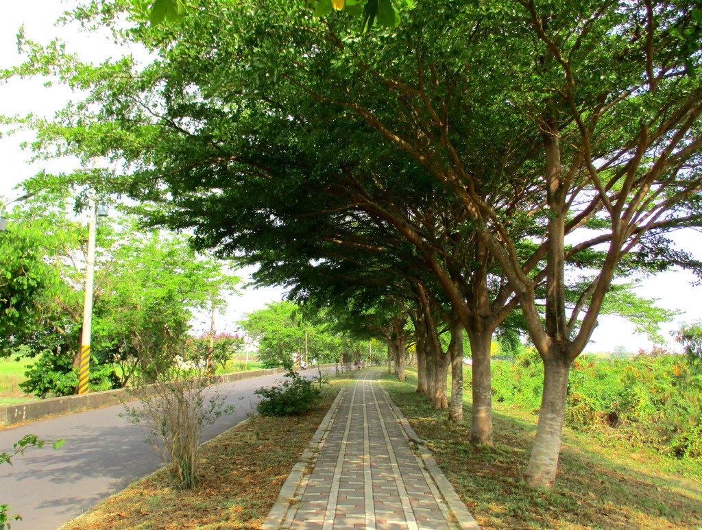 崙頂里河堤步道環狀路線(阿勃勒花季)