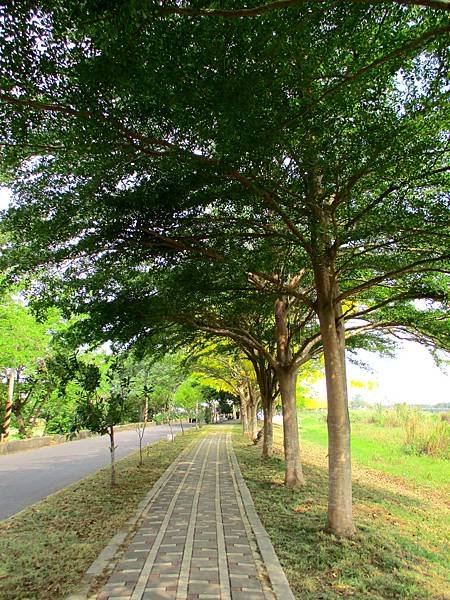 崙頂里河堤步道環狀路線(阿勃勒花季)