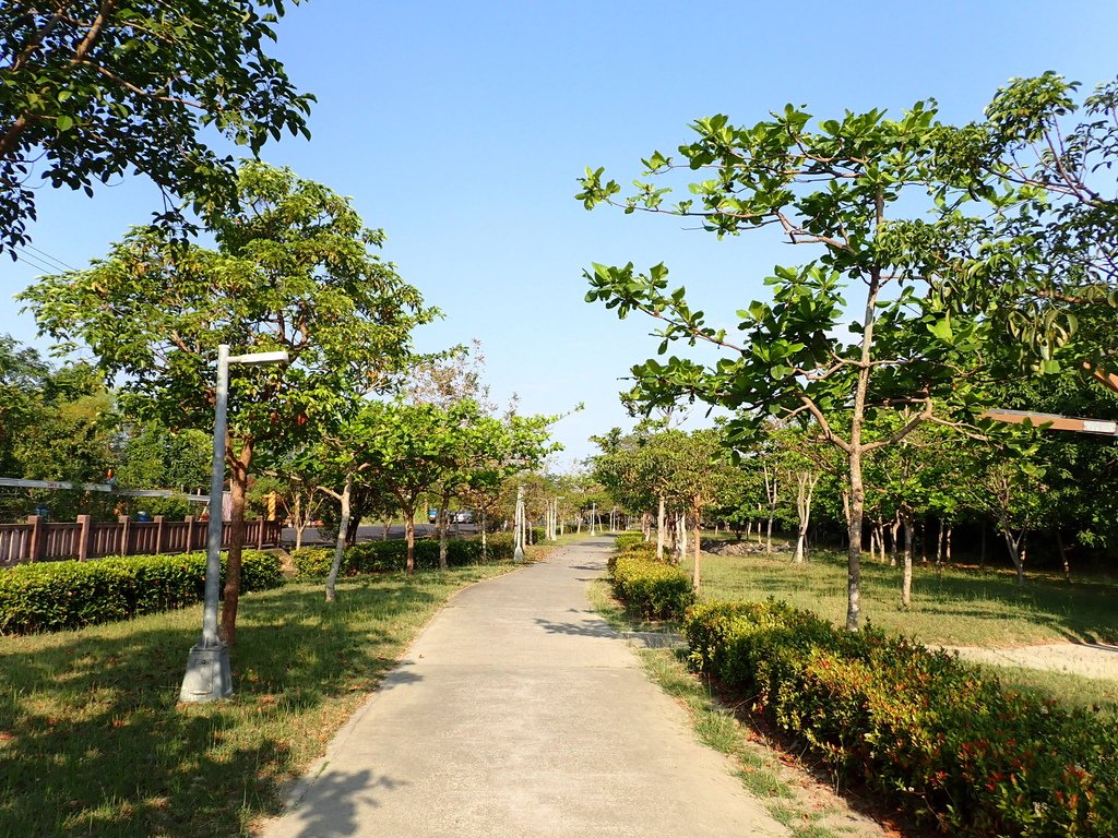 高科花旗木環湖步道20240331