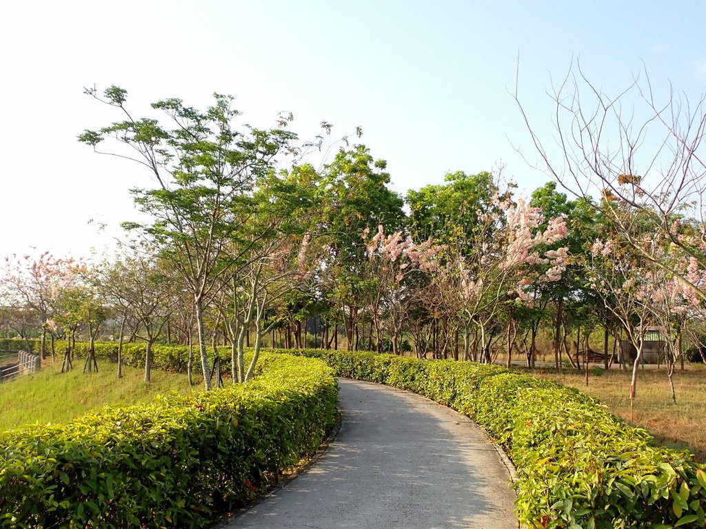 高科花旗木環湖步道20240331