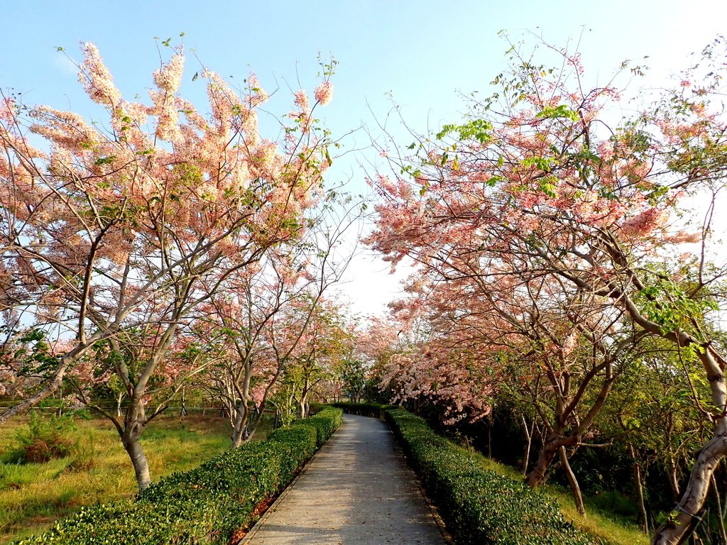 高科花旗木環湖步道20240331