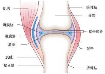 為什麼關節會發出啪啪聲？