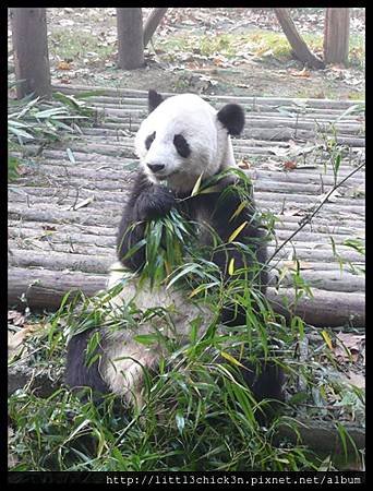 20101111_090409_SiChuanPandaBreedingResearchBase.JPG