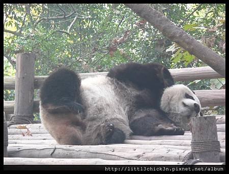 20101111_091700_SiChuanPandaBreedingResearchBase.JPG