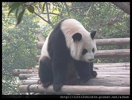 20101111_092241_SiChuanPandaBreedingResearchBase.JPG