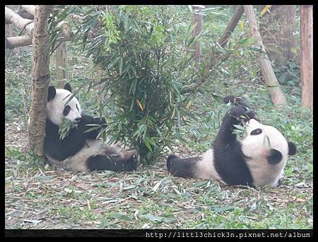 20101111_093019_SiChuanPandaBreedingResearchBase.JPG