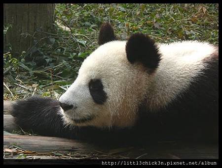 20101111_093332_SiChuanPandaBreedingResearchBase.JPG