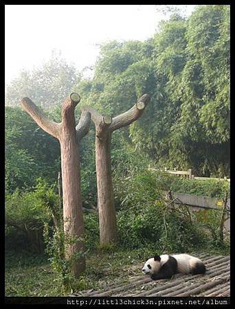 20101111_093455_SiChuanPandaBreedingResearchBase.JPG