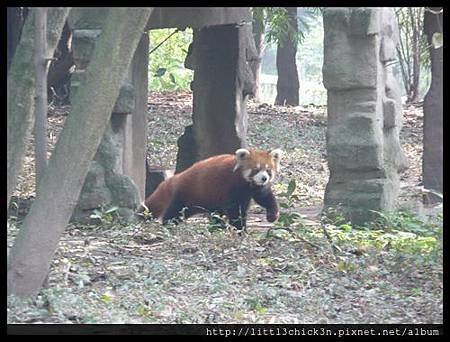 20101111_102643_SiChuanPandaBreedingResearchBase.JPG