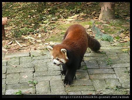 20101111_103012_SiChuanPandaBreedingResearchBase.JPG