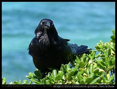 20141108_125048_BondiBeachSculptureByTheSea2014.JPG