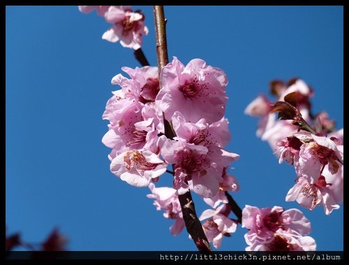 20150829_095715_AuburnCherryBlossomFestival.JPG