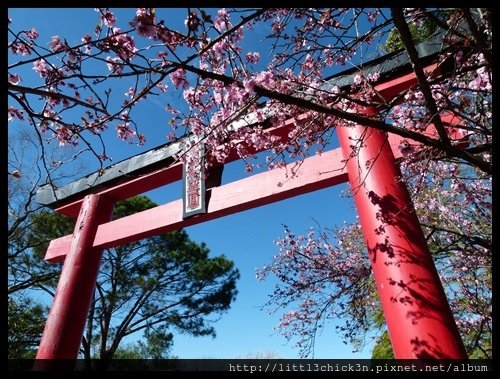 20150829_100053_AuburnCherryBlossomFestival.JPG