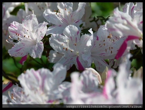 20150829_102634_AuburnCherryBlossomFestival.JPG