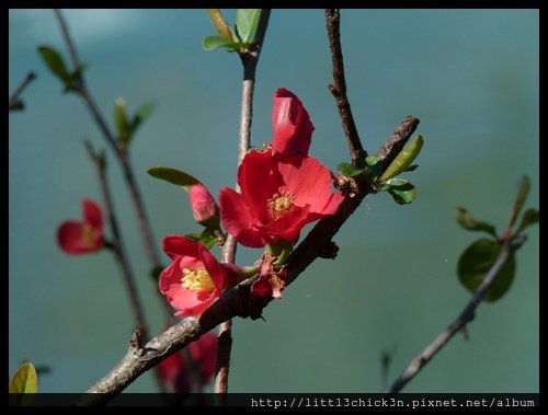 20150829_103052_AuburnCherryBlossomFestival.JPG