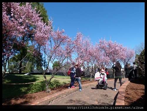 20150829_110456_AuburnCherryBlossomFestival.JPG