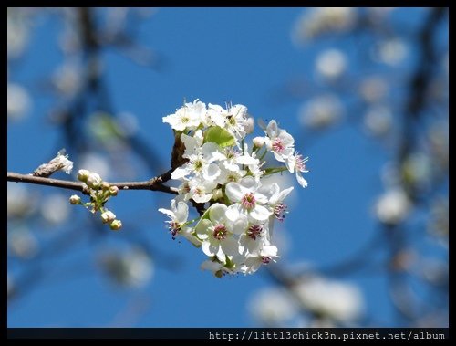 20150829_113136_AuburnCherryBlossomFestival.JPG