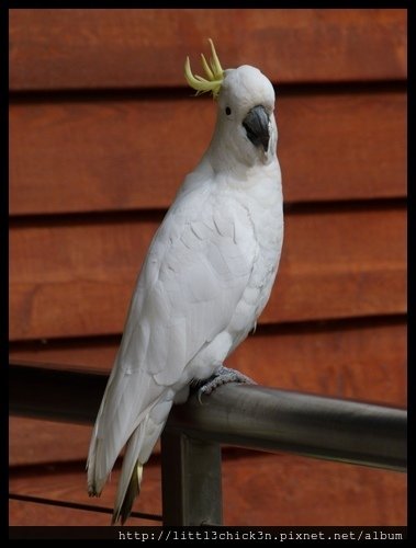 20151227_102253_Cockatoo.JPG