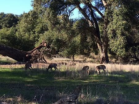 Rancho San Antonio Park (2).JPG