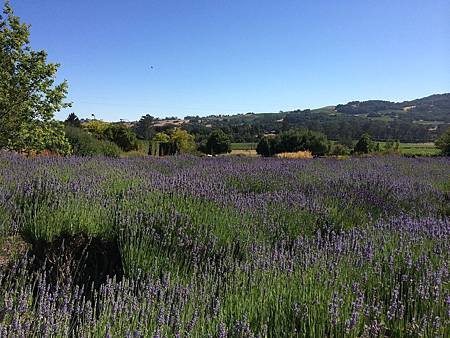 20140704 Sonoma Trip (41).jpg