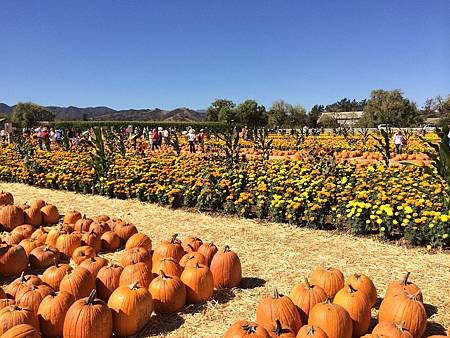 Uesugi Farms Pumpkin Park (7).jpg