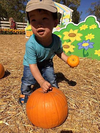 Uesugi Farms Pumpkin Park (9).jpg