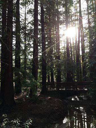 Redwood Grove (3).jpg