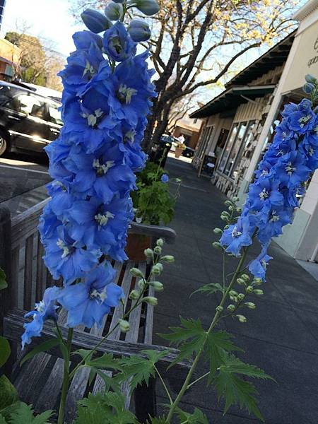 Los Altos Stroll (6).jpg