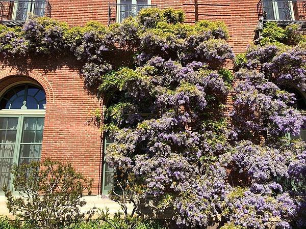 April at Filoli (39).jpg