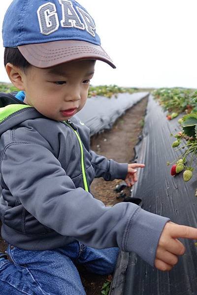 Swanton Berry Farm (1).jpg