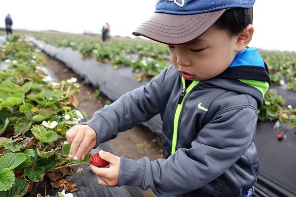 Swanton Berry Farm (2).jpg