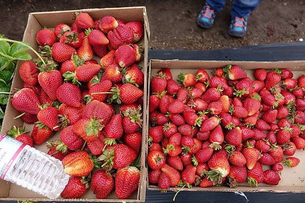 Swanton Berry Farm (12).jpg