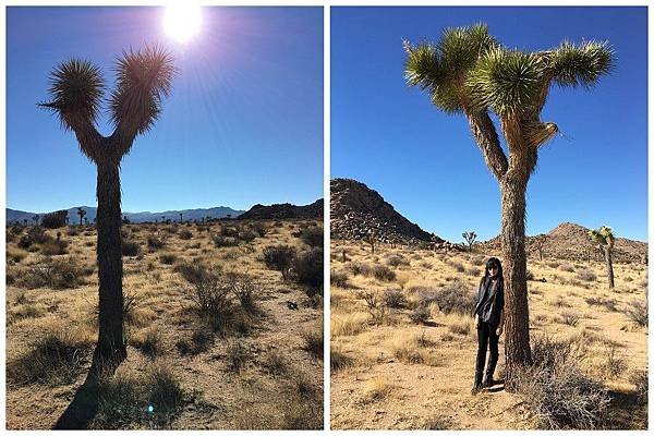 2. Joshua Tree National Park (3)_1.jpg