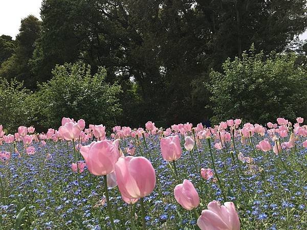 Filoli Garden (27).jpg