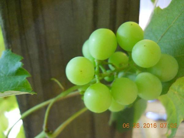 DSCN7056