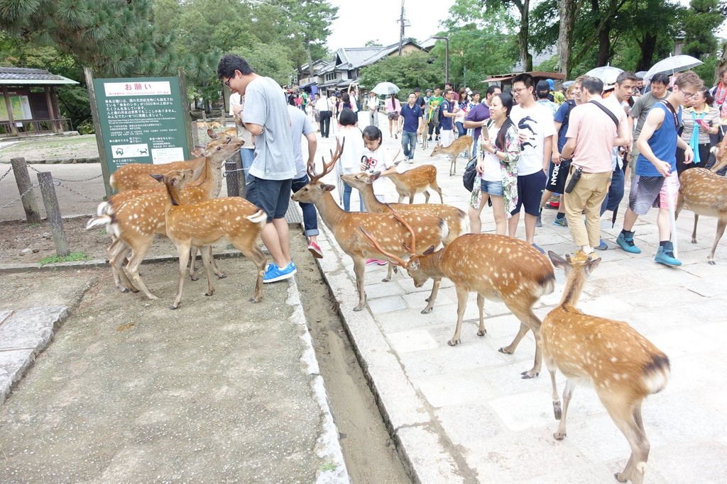2015夏-關西廣域PASS之旅DAY6-奈良