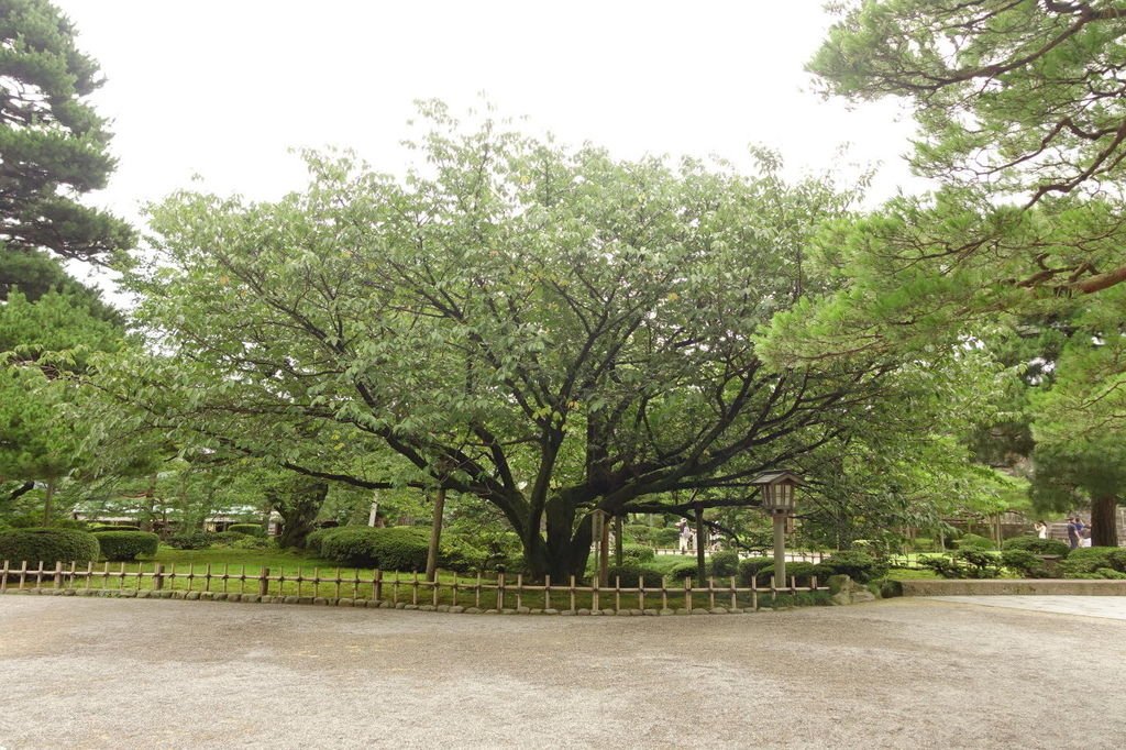 2017夏-日本關西北陸PASS之旅DAY7上-金澤兼六園、