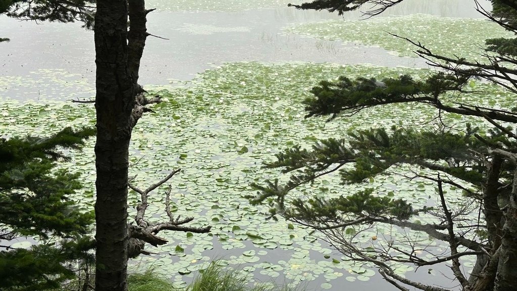 2024夏-北海道東北遊day7-櫻花瀑布看鮭魚洄游、參加知