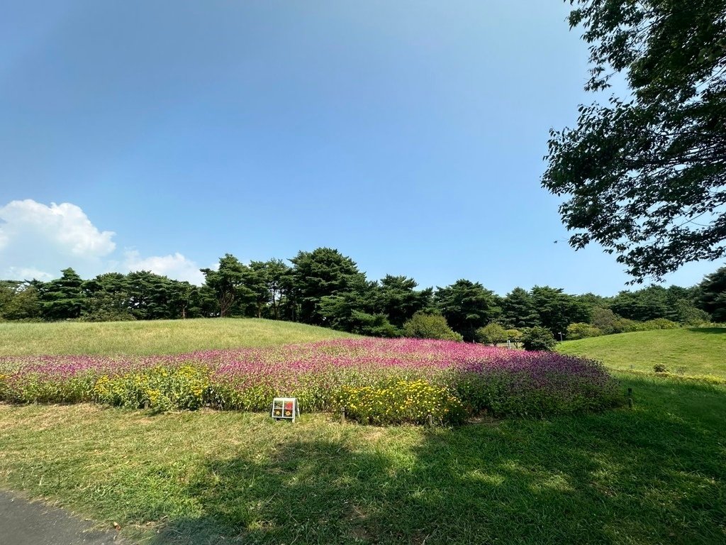 2024夏東日本之旅day4-茨城縣國營常陸海濱公園&amp;偕樂園