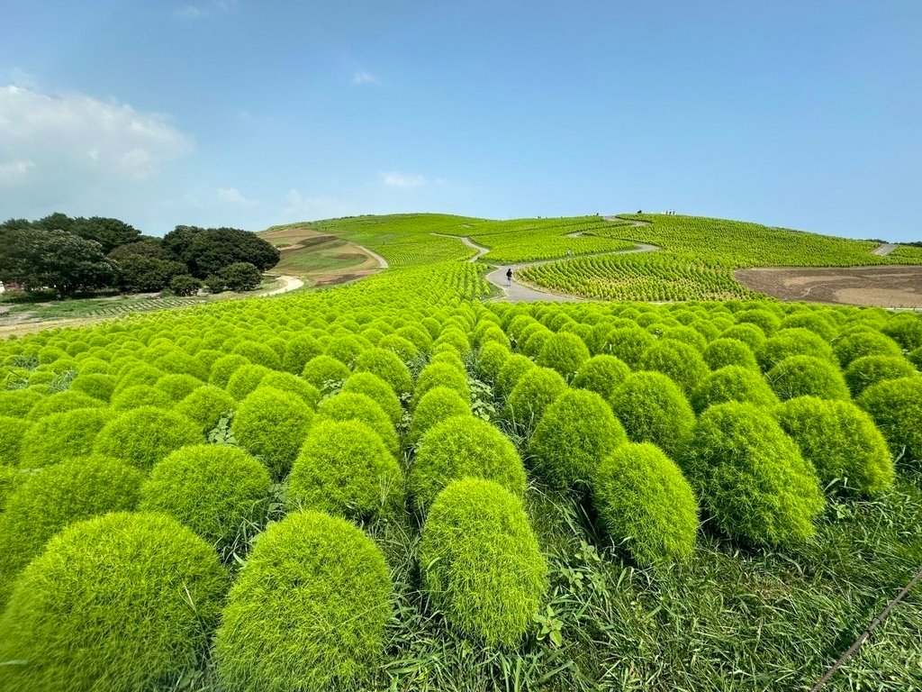 2024夏東日本之旅day4-茨城縣國營常陸海濱公園&amp;偕樂園